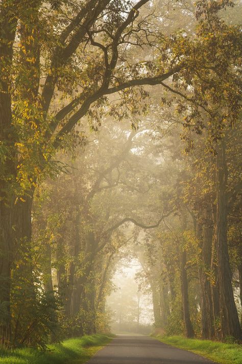 Acacias in autumn dress Identity Moodboard, Academia Decor, Moody Art, Moody Photography, Dark Cottagecore, Forest Photography, Sketchbook Art, Photography Workshops, Autumn Dress