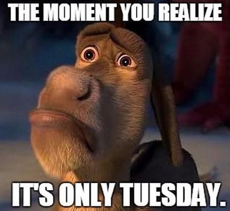 It's only Tuesday Happy Birthday Crazy Lady, Funny Tuesday, Happy Birthday Big Sister, Happy Birthday Little Sister, Tuesday Meme, Happy Birthday Dear Sister, Its Only Tuesday, The Moment You Realize, Birthday Quotes For Daughter