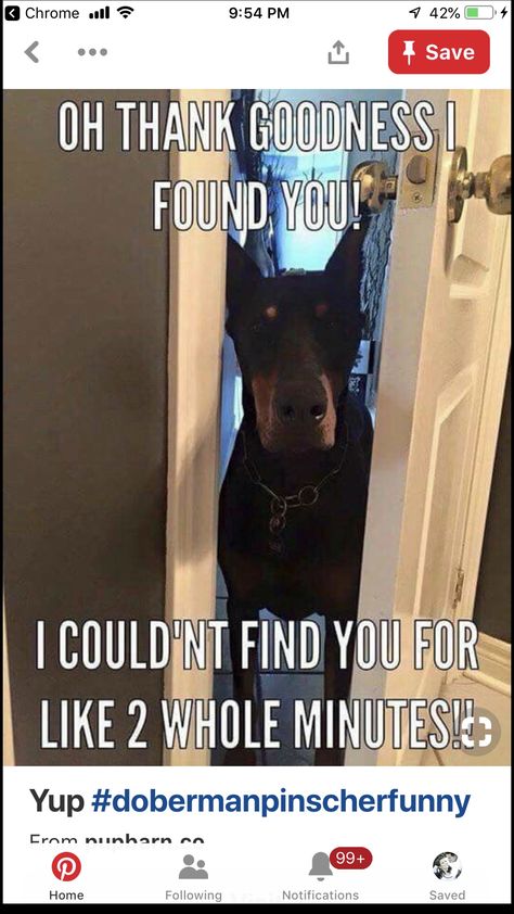 Doberman Pinscher Funny, Doberman Funny, Funny Doberman, Doberman Love, Doberman Pinscher Dog, Doberman Dogs, Memes Humor, Doberman Pinscher, Dog Quotes