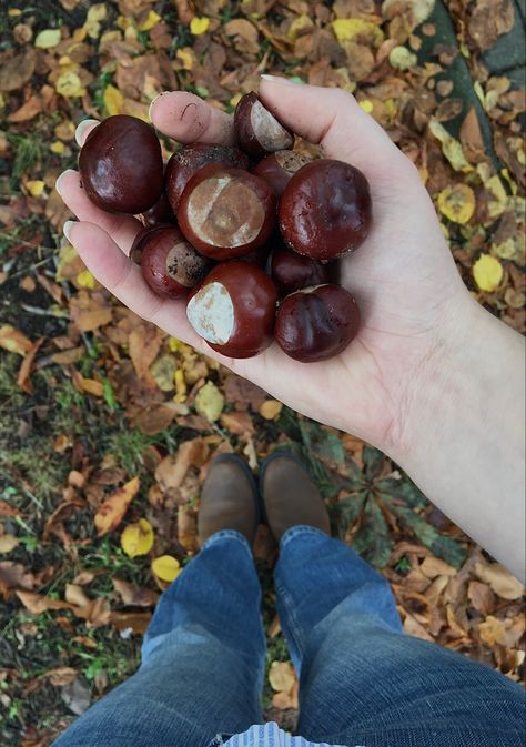 Fall / aesthetic / chestnuts /walk Chestnut Aesthetic, Chestnut Wallpaper, November Mood, Weather Patterns, Autumn Vibes, Fall Aesthetic, Fall Vibes, Four Seasons, Chestnut