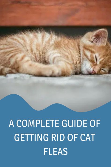 Cat Fleas Get Rid Of, How To Get Rid Of Cat Fleas In House, How To Get Rid Of Fleas On Cats Naturally, How To Get Rid Of Fleas On Kittens, Getting Rid Of Fleas On Cats, Natural Ways To Get Rid Of Fleas, Natural Flea Repellant For Cats, Homemade Flea Spray For Cats, Fleas Remedies For House How To Get Rid