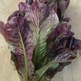 Lettuce Seeds | Organic & Heirloom | Urban Farmer Purple Lettuce, Broccoli Seeds, Lettuce Seeds, Classic Salad, Purple Food, Growing Lettuce, Head Of Lettuce, Urban Farmer, Home Grown Vegetables