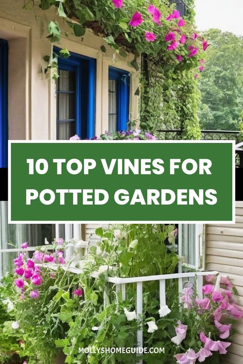 Discover the best vines for pots and containers to elevate your balcony or patio. Explore a variety of climbing plants suitable for small spaces, such as clematis, with our helpful tips. Learn how to cultivate annual flowers in containers to create a vibrant and lush outdoor oasis. Whether you are looking for tips on growing clematis in pots or seeking inspiration for your container garden, our collection of vines and climbers is perfect for adding greenery to your urban living environment. Annual Flowers In Containers, Climbing Plants In Pots, Clematis In Pots, Flowers In Containers, Growing Clematis, Passionfruit Vine, Potted Gardens, Mandevilla Vine, Sweet Smelling Flowers