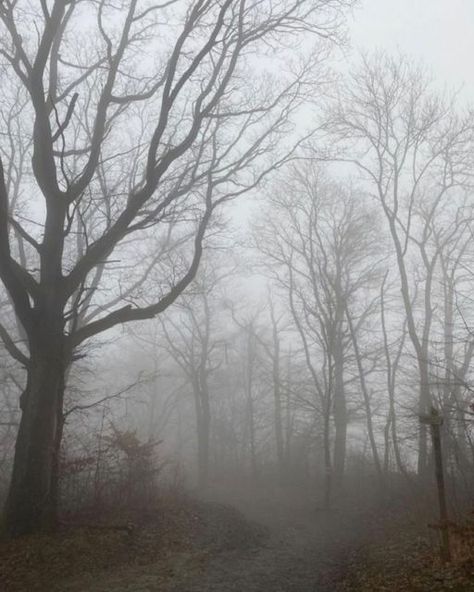 Within details on Instagram: "Follow @mia.ellen.p 💌" Dark Academia Woods, Dark New England Aesthetic, Foggy Woods Aesthetic, Foggy England, Fog Aesthetic Dark, Dark Woods Aesthetic, Banshee Aesthetic, Mist Aesthetic, Foggy Aesthetic