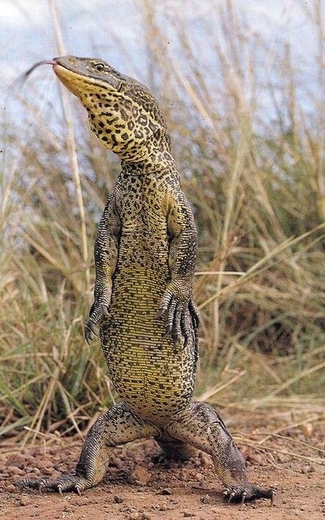 The Australian Goanna can grow as large as 8 feet Australian Fauna, Monitor Lizard, Animal Reference, Reptile Habitat, Cute Reptiles, Australian Wildlife, Interesting Animals, Komodo, Australian Animals