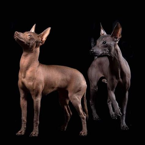 The word Xoloitzcuintli combines “Xolotl,” the Aztec god of the underworld, with “itzcuintli,” the Aztec word for dog. Xolo Dog, Hairless Dogs, Ancient Dogs, Mexican Hairless Dog, Ancient Dog Breeds, Unique Dog Breeds, Rare Dog Breeds, Hairless Dog, Heating Pads