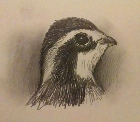 Bobwhite Quail Tattoo, Quail Drawing, Quail Tattoo, Bobwhite Quail, Gamebirds, Game Birds, Sketchbook Art, Sketchbook Art Inspiration, Wildlife Art