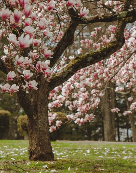 Magnolia Flower Wallpaper, Magnolia Tree Types, Magnolia Tree Landscaping, Pink Magnolia Flower, Evergreen Magnolia, Tree Types, Magnolia Stellata, Magnolia Wallpaper, Southern Magnolia