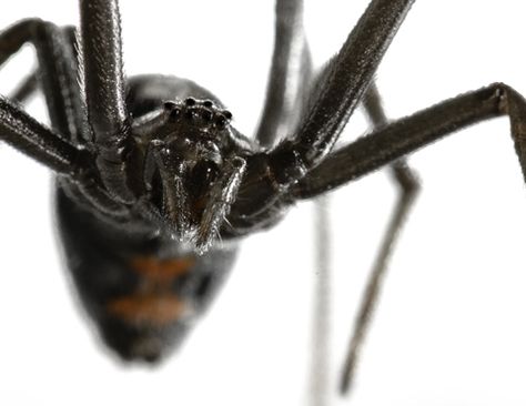 How to Treat a Black Widow Spider Bite Spider Mouth, Worm's Eye View Photography, Dangerous Spiders, Spider Bite, Spider Face, Worms Eye View, Spider Queen, Spider Decorations, Widow Spider