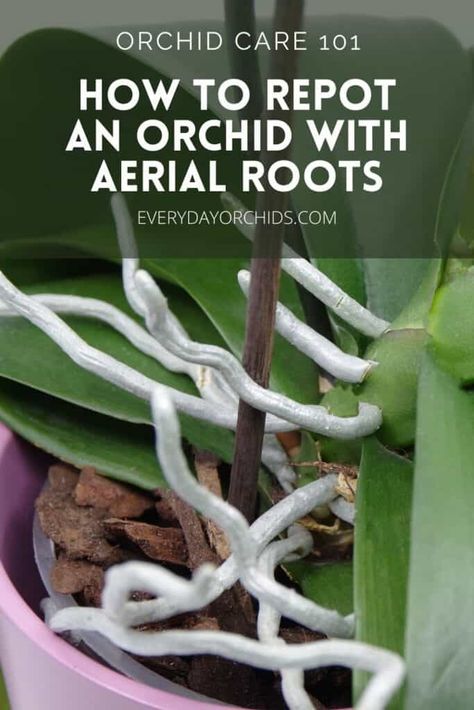 Orchid Roots Care, Orchid Care Repotting, Replanting An Orchid, Repotting An Orchid, Taking Care Of Orchids How To, How To Replant An Orchid, Repot Orchids How To, Orchid Roots Growing Out Of Pot, How To Regrow Orchids