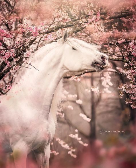 1,682 Likes, 80 Comments - Photographer Jenna Vainionpää (@photographerjenna) on Instagram: “▸ I’m never gonna be tierd of the sound of an neighing horse! 🌸 Model: P.R.E stallion…” Dolly Parton, White Horse, Delaware, Flowers, Pink, White