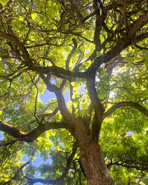 sunlight seeping through the leaves of a tree Light Through Trees Photography, Looking Up Into Trees, Sun Through Leaves, Sunlight Through Leaves, Rose Hawthorne, Sun Through Trees, Light Through Trees, Sunlight Through Trees, Seasons Changing