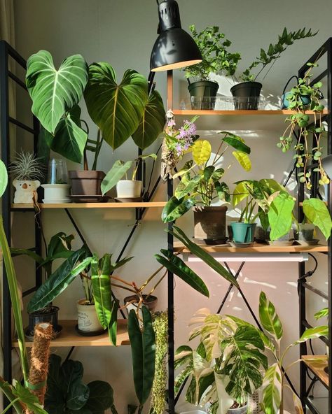 Plant mom • Instagram Growing Plants From Seeds, Plant Mom Aesthetic, Mom Instagram, Mom Aesthetic, Growing Plants Indoors, Plant Aesthetic, Plant Mom, Water Plants, Planting Seeds