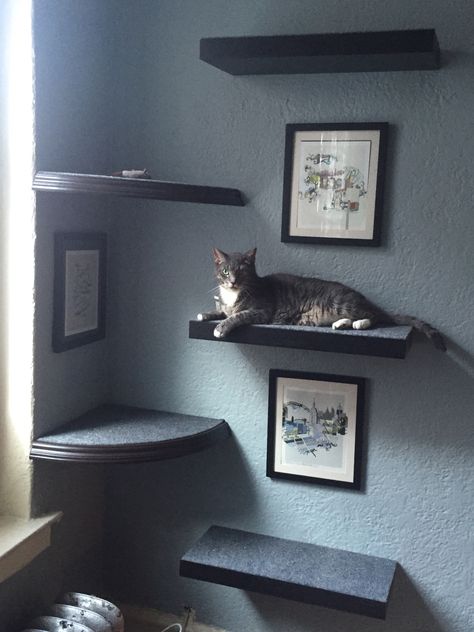 Cat Shelf Above Window, Cat Shelf Wall Ideas, Cat Floating Shelves, Minimalist Cat Shelves, Floating Shelves For Cats, Cat Shelf Gallery Wall, Picture Frame Cat Shelf, Cat Platforms On Wall, Living Room Cat Shelves