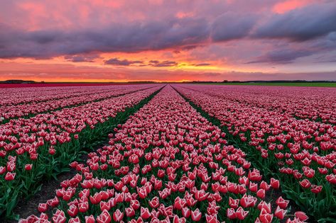 #Flowers #Tulip #Field #Nature #Netherlands Pink Flower #Sunset #1080P #wallpaper #hdwallpaper #desktop Tulips Netherlands, Flower Desktop Wallpaper, The Garden Of Words, Wallpaper Estetika, Wallpaper Macbook, Field Wallpaper, Wallpapers Ipad, Wallpaper Ipad, Tulip Fields