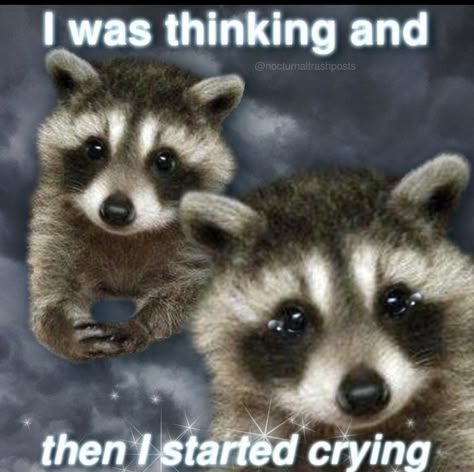 Happy Raccoon, Two Raccoons, Raccoon Memes, Trash Pandas, Raccoon Funny, Cute Raccoon, Trash Panda, Silly Animals, Reaction Images