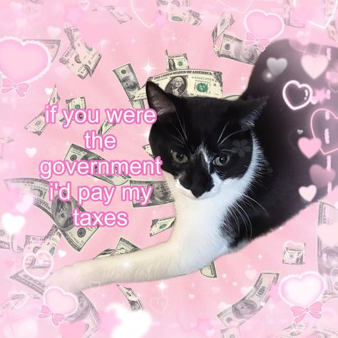 rizz !!! 💵🩷🫶 #cat #cats #catmeme #catmemes #funnycat #funnycats #catto Cat Ily, Tax Memes, Spotify Playlist, Silly Cats, Hopeless Romantic, Reaction Pictures, Cat Memes, Funny Cats, Cute Cats