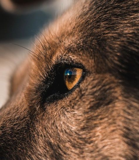 Lillie Aesthetic, Eye Close Up Drawing, Close Up Drawing, Animal Close Up, Werewolf Aesthetic, Wolf Eyes, Eye Close Up, Wolf Photos, Drawing Animals