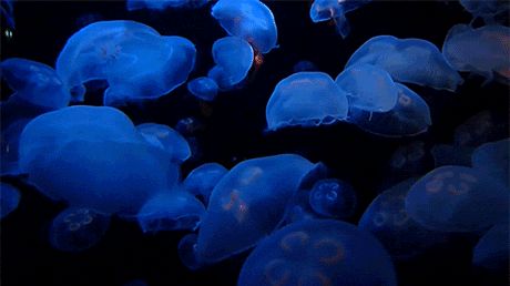 Jellyfish Wallpaper Desktop Gif, Aesthetic Shark Wallpaper Desktop, Jelly Fish Wallpaper Desktop, Blue Divider Gif, Jellyfish Banner Gif, Light Blue Aesthetic Gif, Aquarium Gif, Blue Aesthetic Gif, Live Photo Wallpaper