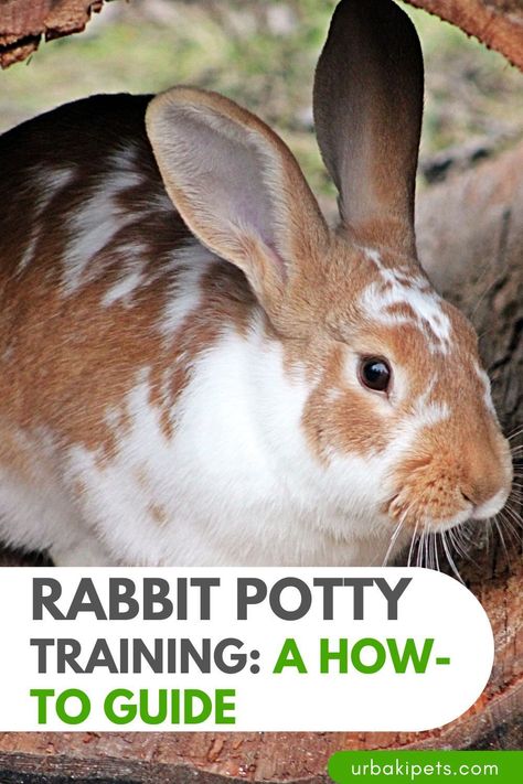 Potty training your rabbit is crucial for their well-being, and this video holds the key to your success. Rabbits are intelligent and can be trained, and with the right guidance and techniques, you can teach them to use a specific bathroom spot. "THE Rabbit Potty Training Video" is your ultimate resource for simplifying the process. Get equipped with step-by-step instructions, expert tips, and proven strategies to master potty training your rabbit. Potty Training Videos, Potty Training Methods, Rabbit Behavior, Rabbit Care, Pocket Pet, Hamster Cage, Positive Reinforcement, Potty Training, Hamsters