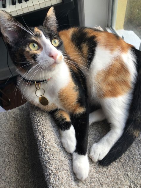 Shorthair Calico Cat, Calico Cat Shorthair, Short Hair Calico Cat, Cat Sitting Pose, Calico Cat Aesthetic, Cat Sitting Down, Sitting Sketch, Cute Calico Cat, Sketch Cat