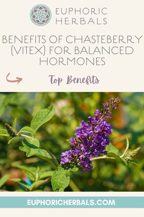 Hormone imbalance can really wreak havoc with your health. It's connected to many issues like acne, painful PMS symptoms, trouble getting pregnant, and even certain types of headaches. Chasteberry is an herb that's long been used for its hormone-balancing benefits. Chaste Tree Benefits, Chasteberry Benefits, Hormonal Headaches, Balanced Hormones, Benefits Of Berries, Trouble Getting Pregnant, Chaste Tree, Hormone Support, Herbs For Health