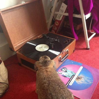 Bunny Listening To Music, Listening To Music, I Love, Music, Animals, Quick Saves