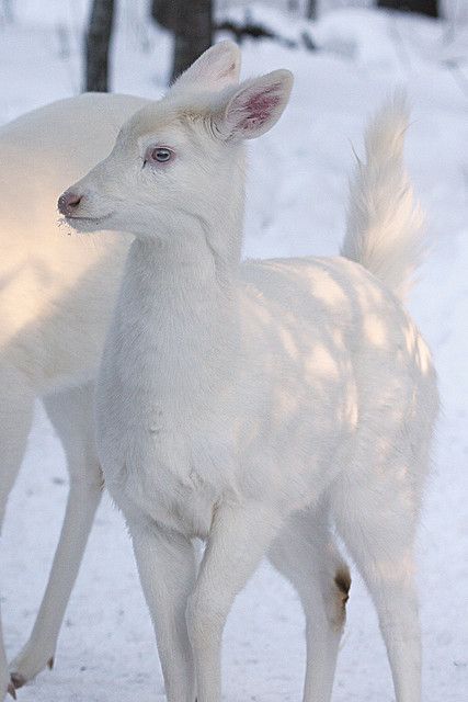 albino deer - they had these at the army depot near my grandparent's house in seneca falls. Makes you say hmmmmm Regnul Animal, Albino Animals, White Deer, Mule Deer, Animale Rare, Rare Animals, Manx, Amazing Animals, Animal Planet