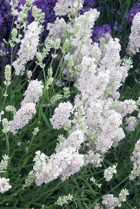 Colorful Landscaping, White Flowering Plants, Seeds Gifts, Lavender Seeds, Perennial Flower, Lavender Herb, Survival Gardening, Lavender Plant, White Snow