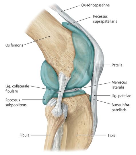 Anatomy Muscles, Muscular System Anatomy, Joints Anatomy, Leg Anatomy, Human Muscle Anatomy, Gross Anatomy, Basic Anatomy And Physiology, Human Body Anatomy, Anatomy Tutorial