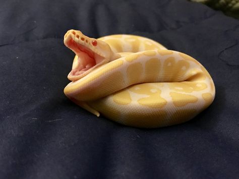 Freya, the high contrast Albino Ball Python. Albino Burmese Python, Albino Ball Python, Reptile Art, Tech Tattoo, Snake Photos, Burmese Python, Colorful Snakes, Beautiful Ball, Ball Python Morphs