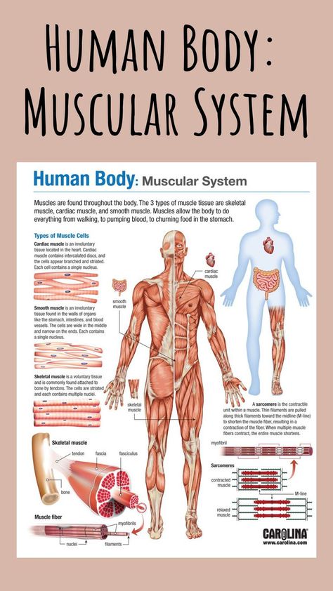 Introduce or review the muscular system with the Muscular System infographic that visualizes the 3 types of muscle and diagrams the muscle contraction process. #muscularsystem #humanbody #skeletal #cardiac #muscles #nursing #doctor #infographic #bodysystems #science #research The Muscular System Anatomy, Muscles Notes Anatomy, Muscular Skeletal System, Muscular System Anatomy Notes, Muscoskeletal System, Doctor Infographic, Muscular System Notes, Muscular System Diagram, Muscle Types