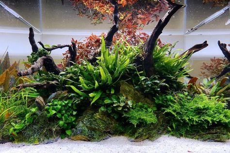 Island Aquascape, Nature Aquascape, Freshwater Aquascape, Aquascaping Ideas, Aquascape Ideas, Nature Tank, Plants For Beginners, Fish Aquarium Decorations, Freshwater Aquarium Plants