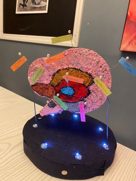 3d Brain Project, Brain Model Project Diy, Brain Model Project, Brain Project, Ap Psych, Brain Models, Brain Structure, Styrofoam Ball, Bullet Journal School