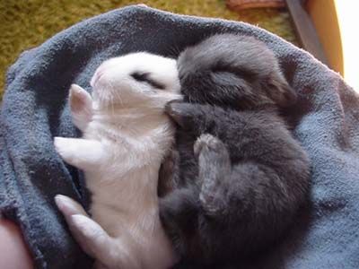 Sleeping Bunny, Sleeping Animals, Black Bunny, Baby Bunnies, Hamsters, Cute Creatures, Sweet Animals, Cute Bunny, Animals Friends