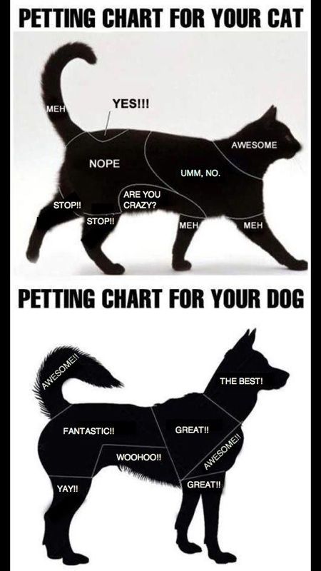 Ras Anjing, Cat Vs Dog, Akita Dog, Funny Dog Memes, Funny Animal Memes, Cute Kittens, Dog Memes, Newfoundland, Guinea Pig