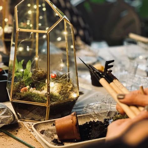 Build a Terrarium: Wardian Case | Online class & kit | Gifts Bioactive Terrarium, Terrariums Diy, Terrarium Workshop, Wardian Case, Build A Terrarium, Terrarium Gifts, Large Terrarium, Grandma Crafts, Diy Terrarium Kit