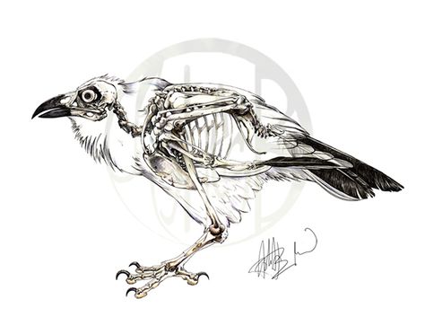 Corvus corax: Common Raven Skeleton on Behance Raven Skeleton, Crow Skeleton, Common Raven, Skeleton Drawing, Bird Bones, Skeleton Drawings, Animal Skeletons, Crow Skull, Raven Tattoo