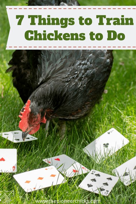 7 Things to Train Chickens to Do - The Pioneer Chicks Baby Chick Toys Diy, Why Did The Chicken Cross The Road, Raising Baby Chicks Inside, Introducing Chicks To Flock, Chicken Harness, Introducing New Chickens To The Flock, Chicken Tunnels, Training Chickens, Baby Chicks Raising