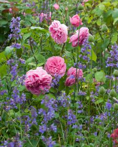 Underplanting roses, Best David Austin Roses, Best roses for borders, Rose… Rose Companion Plants, Gertrude Jekyll, Rose Garden Landscape, Companion Gardening, Rose Garden Design, Best Roses, Growing Tomatoes In Containers, Rose Care, Shrub Roses