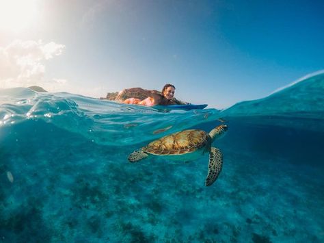 Photo of the Day! @jeremietronet caught a birthday crasher on Zoe's big day! #GoPro # https://twitter.com/gopro/status/706177466566615045 Pictures Of Turtles, Gopro Pictures, Gopro Photos, Saint Vincent And The Grenadines, Action Photography, Travel Photography Tips, Go Pro, Destination Voyage, Photo Of The Day