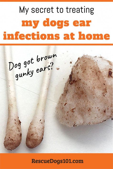 (Case Study) A quick & easy way to treat your dogs ear infection without going to the vet with this over-the-counter ear cleaner. See before and after picts... Yeast In Dogs Ears, Itchy Dog Ears, Natural Dog Ear Cleaner, Yeast In Dogs, Dog Ear Mites, Homemade Dog Shampoo, Cleaning Dogs Ears, Dogs Ears Infection, Dog Ear Cleaner