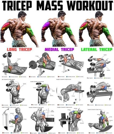 Pin on Gym Tricep Workout Gym, Tricep Workout Routine, Big Biceps Workout, Chest And Tricep Workout, Bicep And Tricep Workout, Tricep Workout, Trening Sztuk Walki, Gym Workout Planner, Latihan Kardio