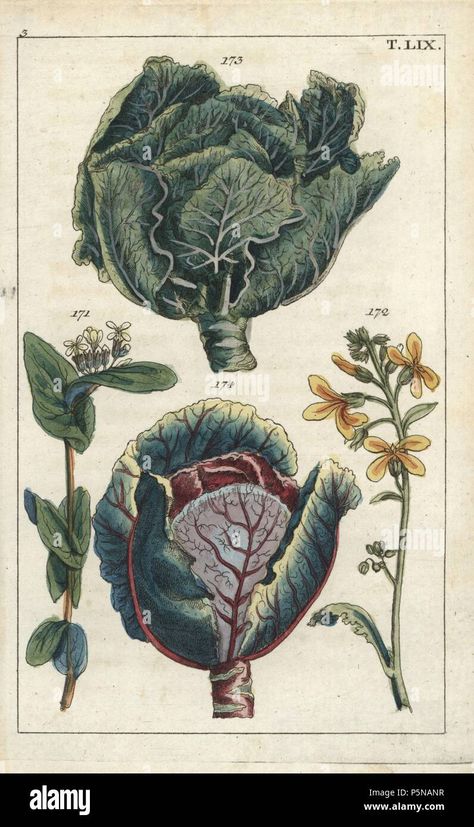 Download this stock image: Cabbage, Brassica oleracea capitata, flower 172 and head of leaves 173, red cabbage, Brassica oleracea rubra, 174, and turnip mustard flower, Brassica rapa 171. Handcolored copperplate engraving of a botanical illustration from G. T. Wilhelm's Unterhaltungen aus der Naturgeschichte (Encyclopedia of Natural History), Augsburg, 1811. Gottlieb Tobias Wilhelm (1758-1811) was a clergyman and naturalist in Augsburg, Bavaria. - P5NANR from Alamy's library of millions of ... Cabbage Flowers, Brassica Oleracea, Mustard Flowers, Science Illustration, Botanical Illustration Vintage, Wildlife Prints, Botanical Artwork, Scientific Illustration, Red Cabbage