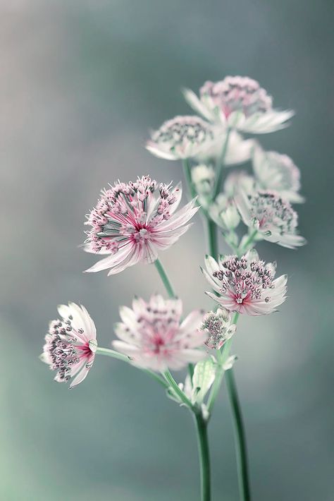 Astrantia by Mycatherina / 500px Astrantia Major, Instagram Flowers, Stunning Photography, Canon Photography, Macro Photography, Blossom, Flowers, Photography, On Instagram