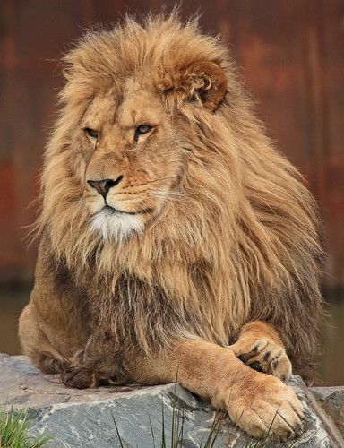 african lion Beekse bergen JN6A1034 | safi kok | Flickr Lions Tattoo, Aesthetic Animals, Tattoo Lion, Lion Tattoos, Lion Photography, Lions Photos, Beautiful Lion, Lion Love, Lion Wallpaper