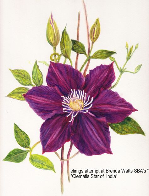 So pretty! Clematis Drawing, Red Clematis, Clematis Plants, Clematis Flower, Watercolor Flower Art, Botanical Painting, Botanical Drawings, Nature Illustration, Painting Art Projects