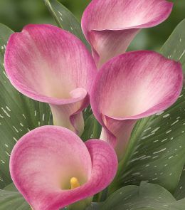 Cut Flower Food, Pink Calla Lilies, Mini Calla Lilies, Calla Lily Flowers, Lily Garden, Hawaiian Art, Lily Flowers, Gardening 101, Mini Pink