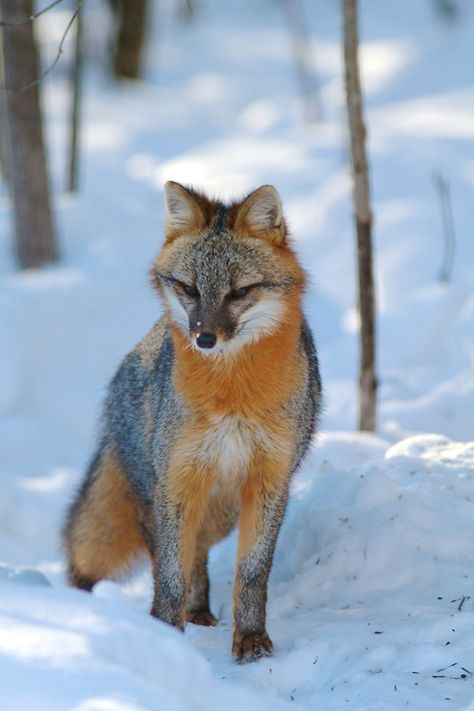 FUN GRAY FOX FACTS: These very small canids are about two feet long, plus the 12 to 15 inch long bushy tail. Description from thephotonaturalist.com. I searched for this on bing.com/images Fox Facts, Owl Hoodie, History Photography, Fox Pictures, Fox Lover, Grey Fox, Forest Creatures, Owl Necklace, Wild Dogs