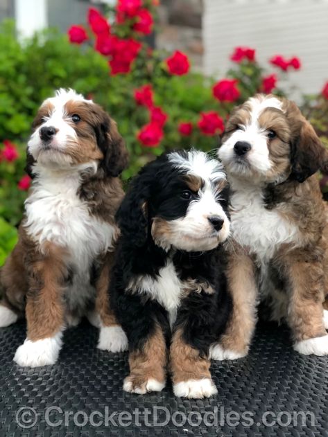 Bernedoodles and mini Bernedoodle Crockett Doodles, Animals Adorable, Cele Mai Drăguțe Animale, Bernedoodle Puppy, Doodle Puppy, Doodle Dog, Animals Funny, Cutest Animals, Pretty Dogs